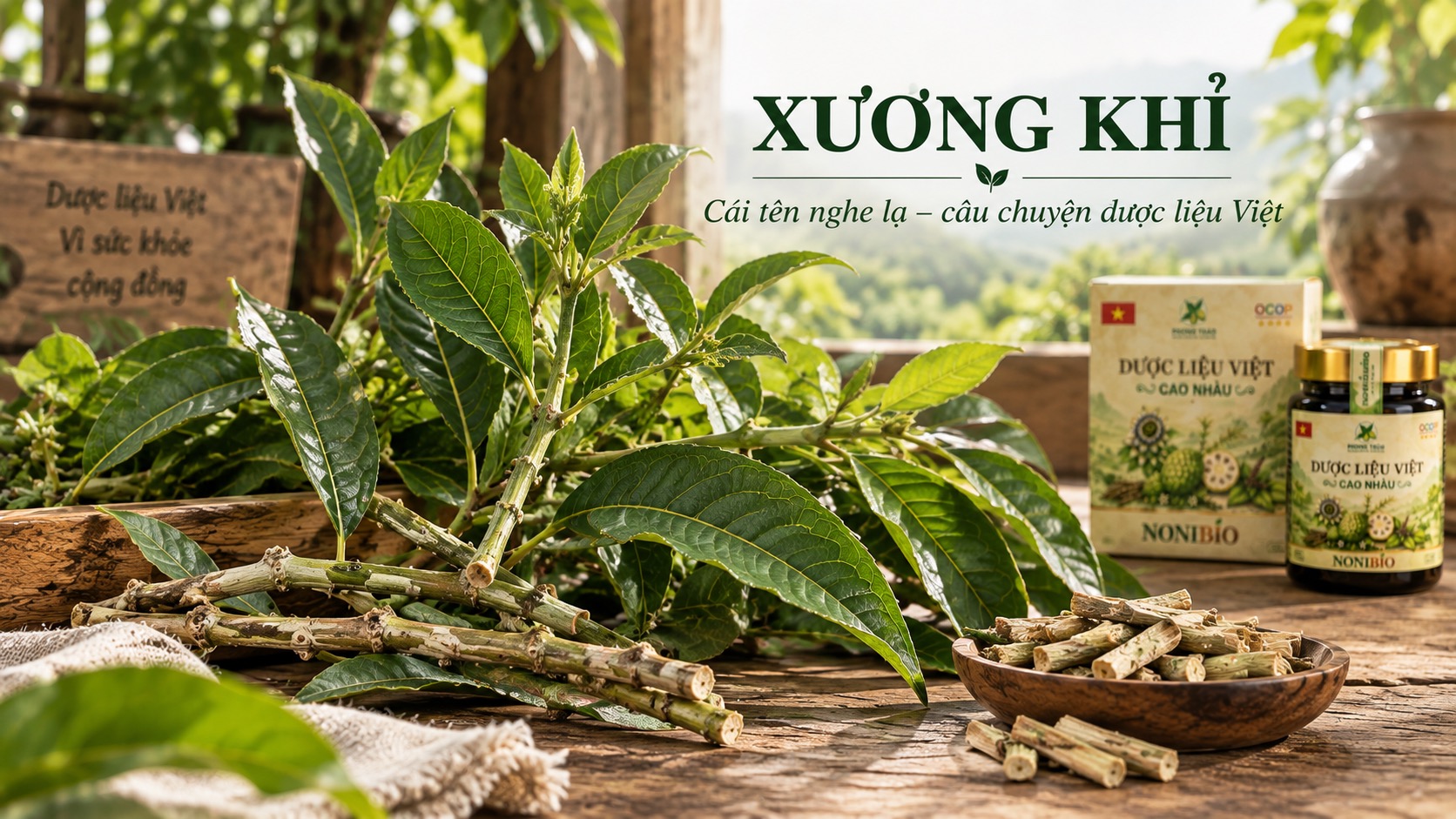 XƯƠNG KHỈ – CÁI TÊN NGHE LẠ NHƯNG RẤT QUEN TRONG DƯỢC LIỆU VIỆT