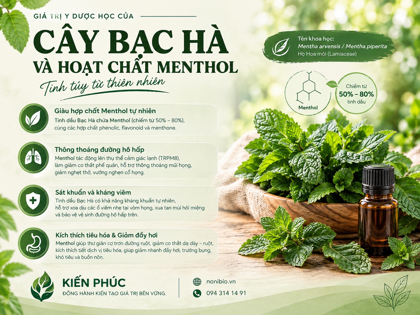 Cây Bạc Hà Và Tinh Dầu Menthol Trong Noni Bio: Giải Pháp Thông Thoáng Hô Hấp, Thanh Nhiệt Và Hỗ Trợ Tiêu Hóa Tự Nhiên